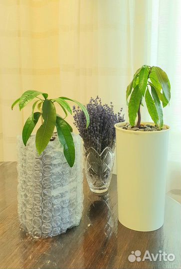 Манго, сибирский кедр, черёмуха