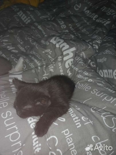 Шотландская,не веслоухая,отдаём в хорошие руки