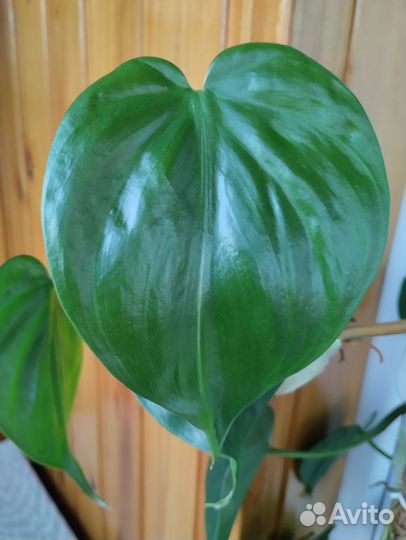 Филодендрон