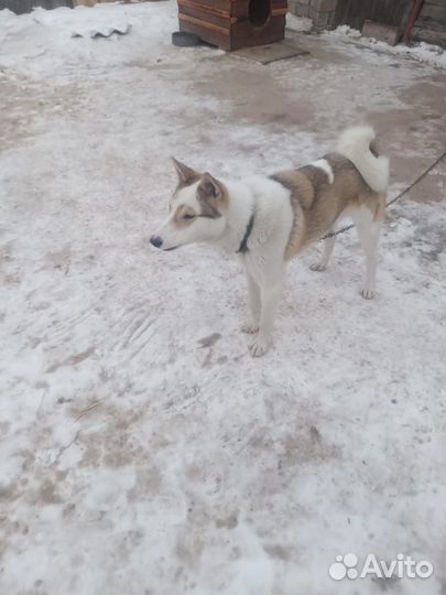 Лайка зсл кабель