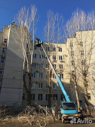Спил и опиловка деревьев