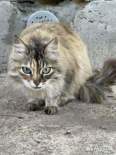 Кошка в добрые руки