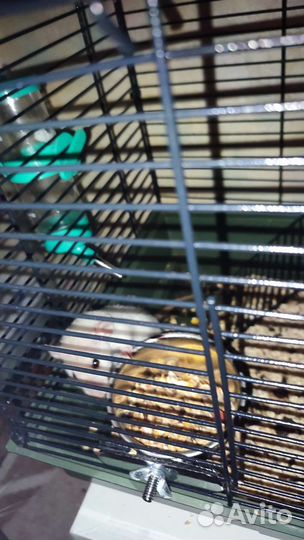 Крысы Dambo (Дамбо)