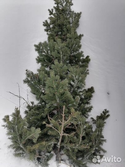 Пихта с Алтая Новогодняя