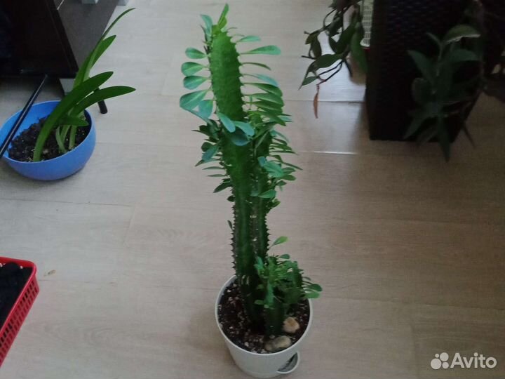 Аглаонема Мария кристина