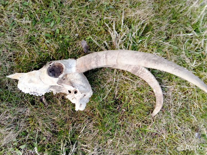 Череп и рога