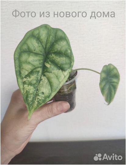 Алоказия драгон скейл