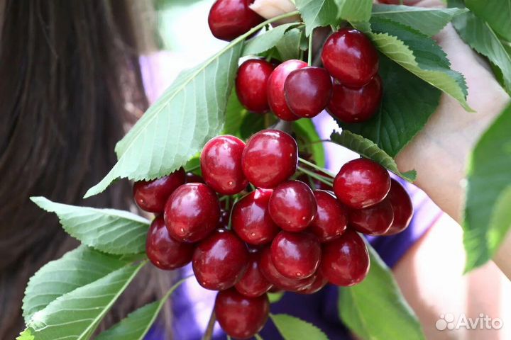 Саженцы черешни