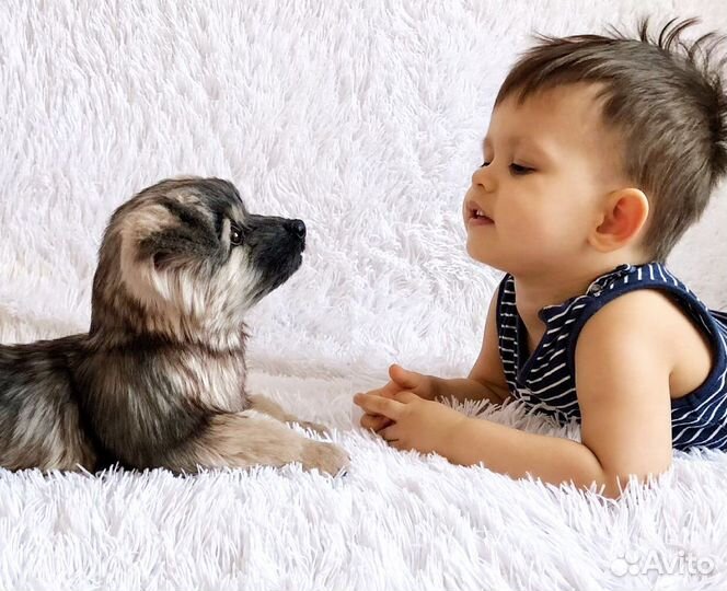 Реалистичный щенок