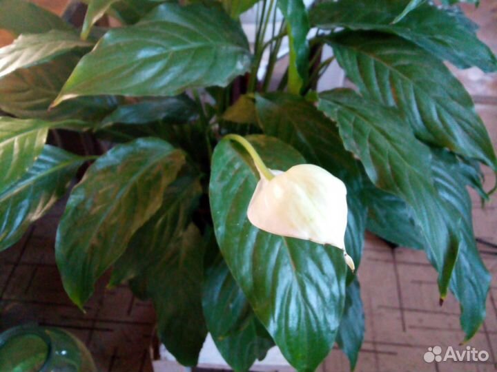 Комнатные цветы декоративные