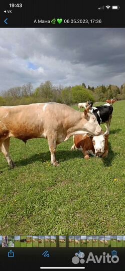 На частную ферму скотник и доярка