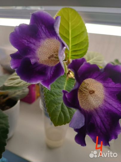 Листочки глоксинии простые колокольчики и махровая