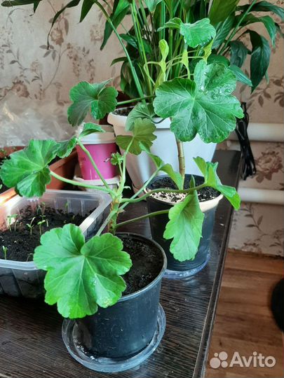 Цветы комнотные