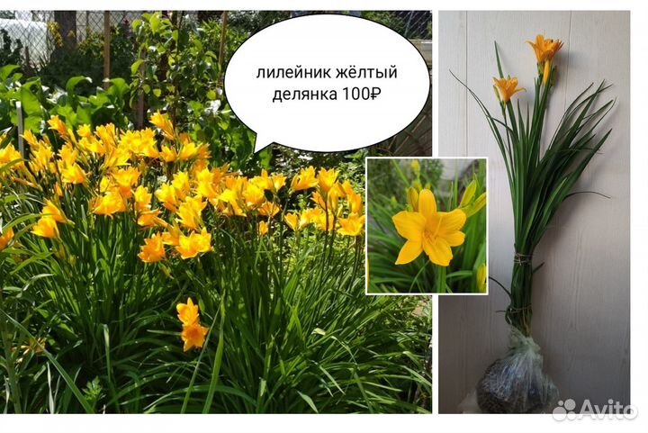 Садовые многолетники