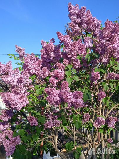 Срезка сирени