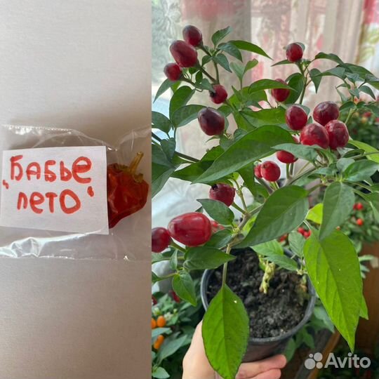 Семена острого перца