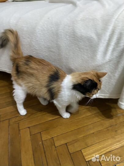 Кошка