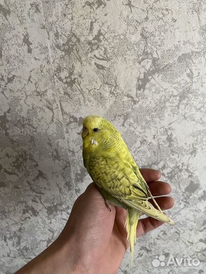 Попугай ввп