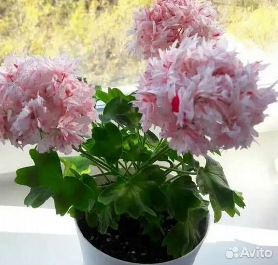 Стеллар пеларгония