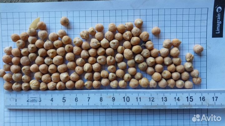 Нут. Урожай 2023