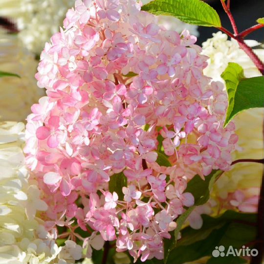 Гортензия метельчатая 