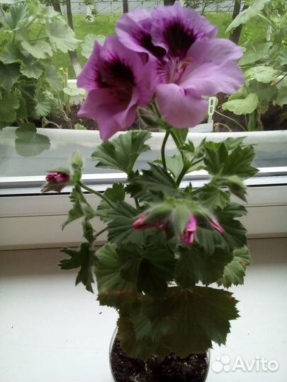 Королевская пеларгония аристо Лавендер