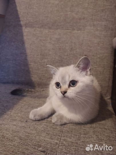 Шотландская кошечка
