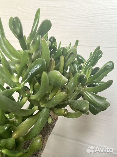 Крассула (толстянка, денежное дерево)