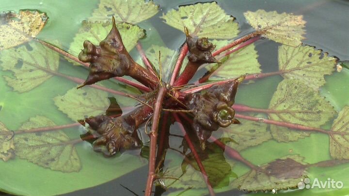 Прогулкавдельтеволги лотосовые поля выход вКаспий