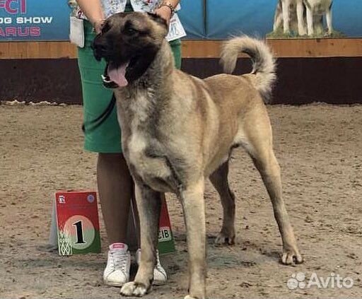 Щенки среднеазиатской овчарки (турецкого кангала)