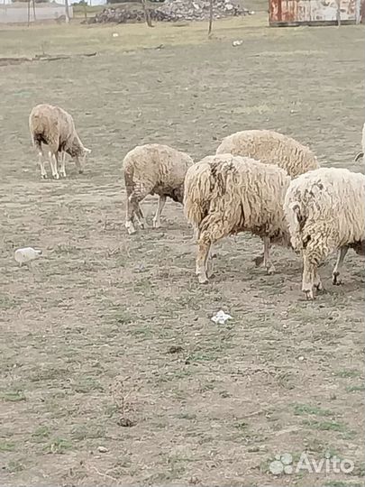 Овцы бараны