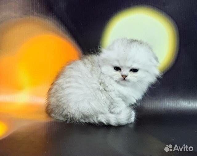 Вислоухие серебристые шиншиллы