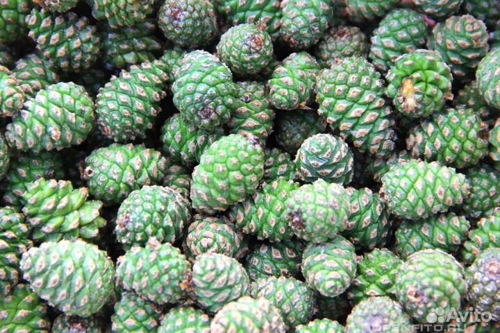 Сосновые шишки молодые зелёные