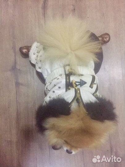 Комбинезон для собаки