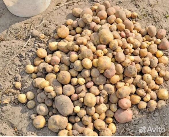 Мелкая картошка авито. Мелкая картошка. Картофель мелкий ~ 1кг. Картофель мелочь. Картошка на корм скоту.