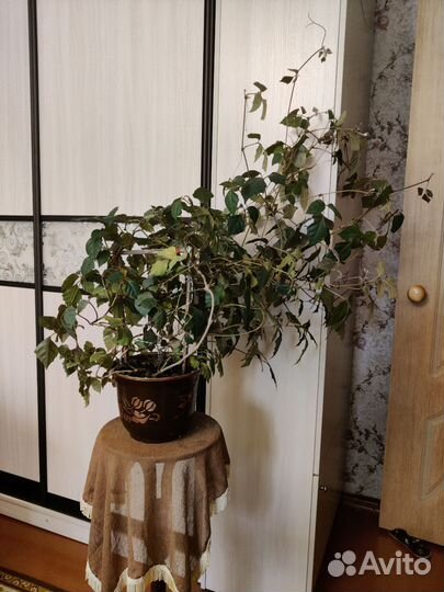 Цветок комнатный Циссус, Берёзка