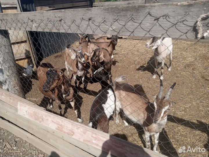 Продаются Козы