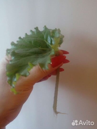 Бегония Криспа