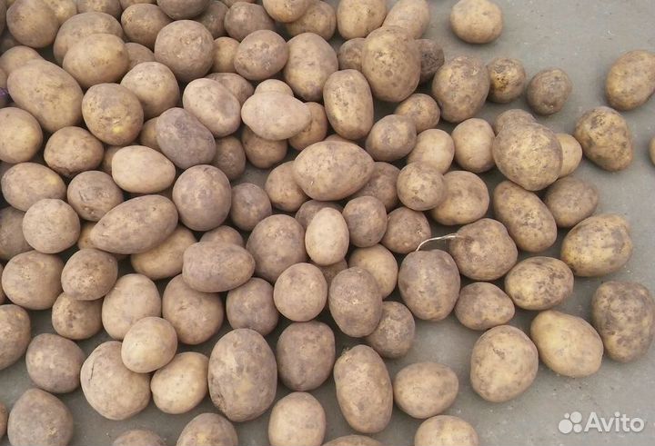 Семенной картофель