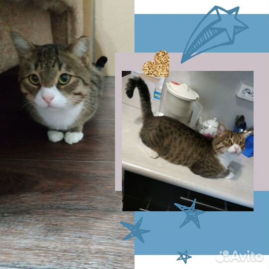 Милый котмк в добрые руки