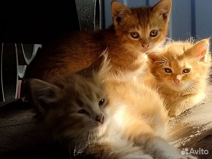 Рыжие котята в добрые руки