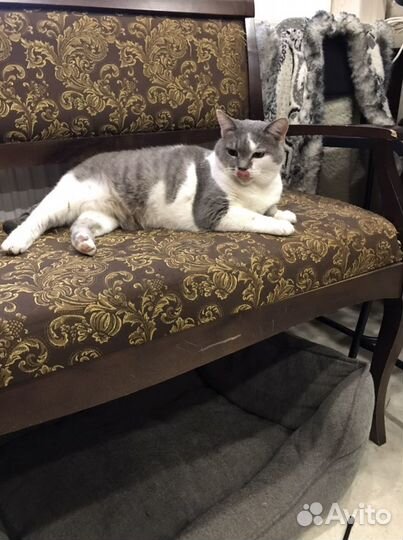 В добрые руки пристраивается кошечка