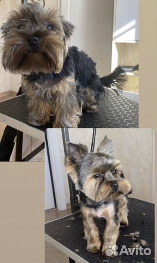 Комплексная стрижка собак и кошек