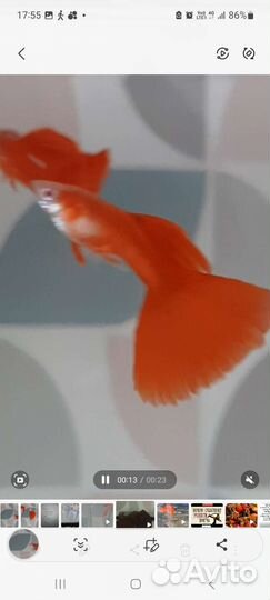 Гуппи Фулл Ред Альбино, криптокорина