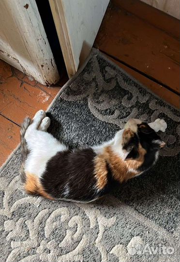 Маргоша на счастье