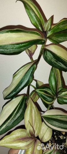 Традесканции сортовые