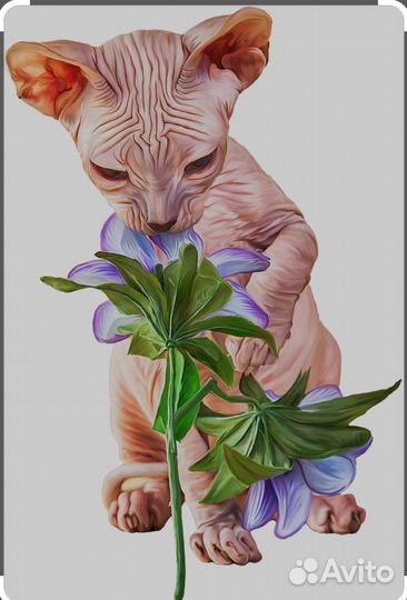 Донской сфинкс котята