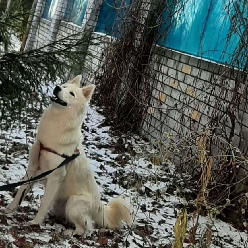 Щенок в добрые руки бесплатно