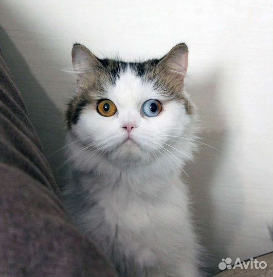 Кошка