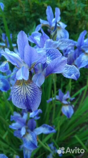 Ирис сибирский и другие многолетние цветы
